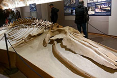 Museo Paleontologico. Scheletro della Balenottera di Valmontasca.
