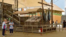 Dante Ferretti, installazione: al mercato il banco del pesce.