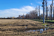 Dopo la risaia si intravede la Certosa
